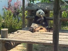 -西霞口神雕山野生动物世界