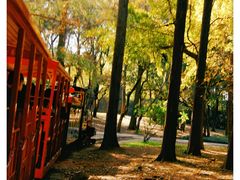 -上海共青森林公园