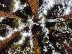 -武陵山森林公园