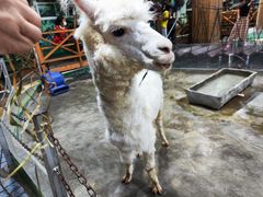-上海大自然野生昆虫馆(东方明珠·爬宠昆虫探索中心)