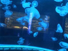 -无锡海洋馆