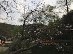 -西湖外事游船(花港观鱼码头)