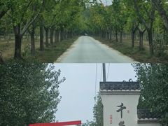 -黄河故道国家森林公园