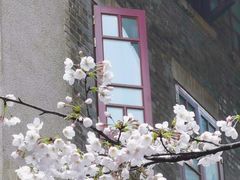 -武汉大学-樱园