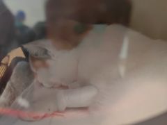 -美联众合动物医院·24h京西诊疗中心