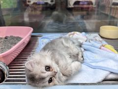 -FAELING PETS美天灵宠物(合生汇店)
