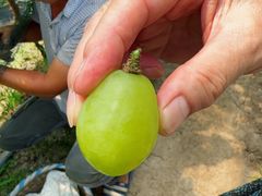 -马陆小张葡萄园农家乐