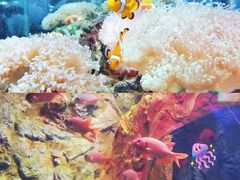 -太平洋海底世界