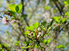 -上海滨江森林公园