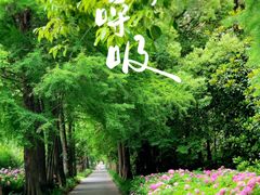 -上海滨江森林公园