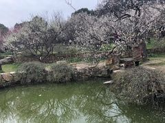 -香雪海