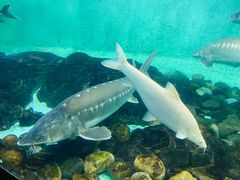 -太平洋海底世界