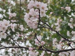 -高东镇樱花园