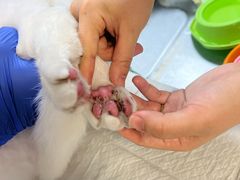 -艾贝尔宠物医院·24H转诊中心·肿瘤猫专科(江宁双龙店)