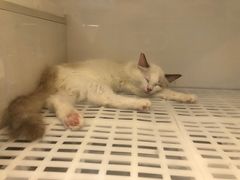 -lincat·猫舍(广州店)