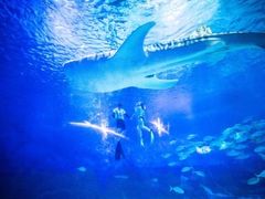 -烟台海昌鲸鲨海洋公园