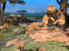 -国家自然博物馆