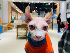 -藏猫猫咖啡主题馆(中央大道店)