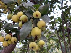 -元大都城垣遗址公园