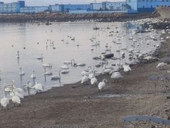 -烟墩角天鹅湖
