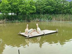 -宁波杭州湾国家湿地公园