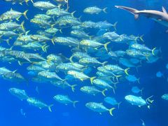 -珠海长隆海洋王国