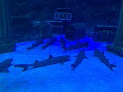 -芜湖新华联大白鲸海洋公园