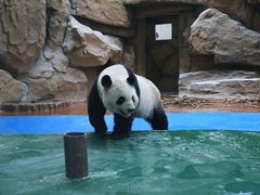 -成都动物园