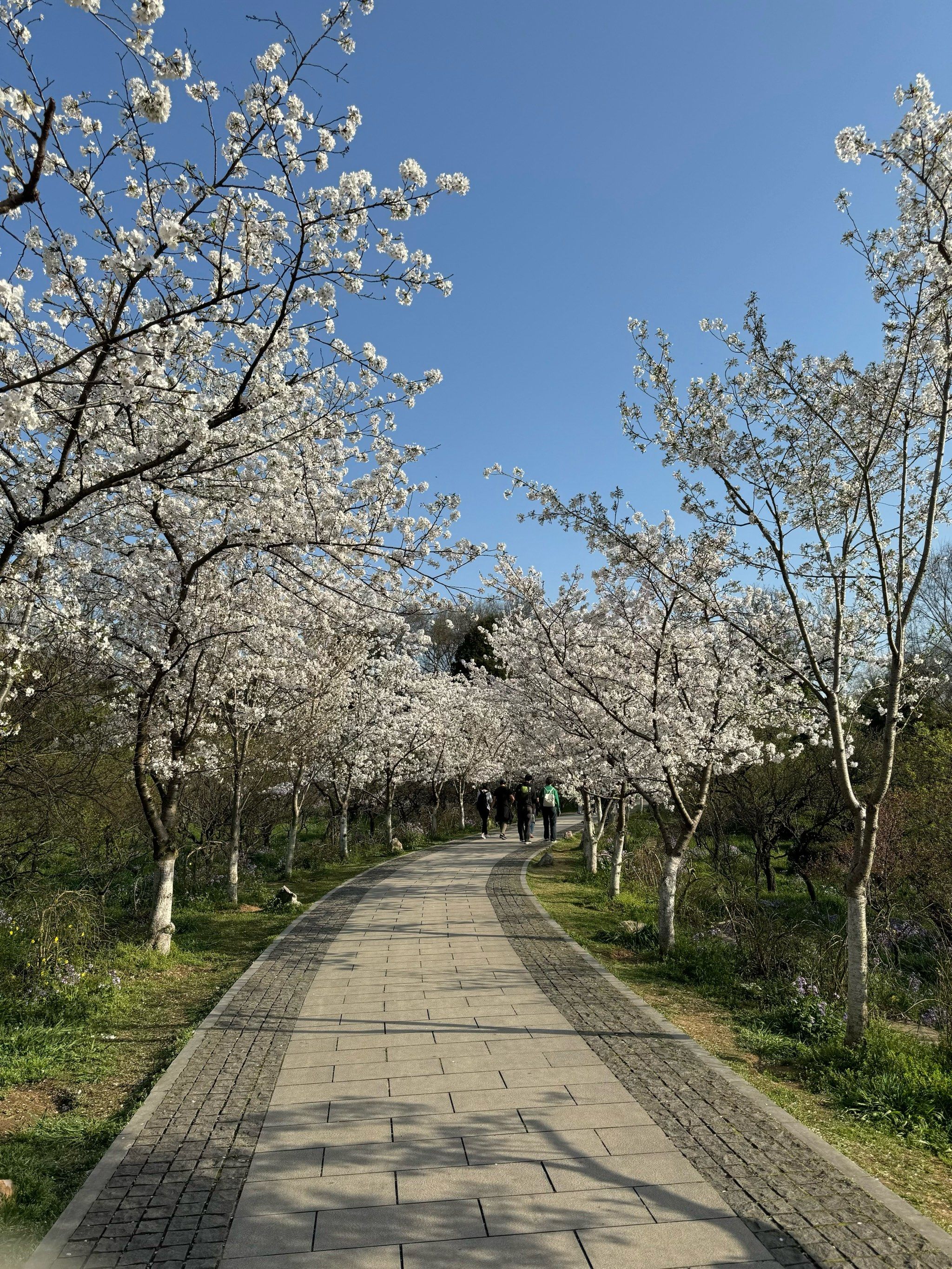 南京明孝陵 樱花园
