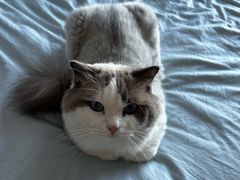 -瑞派·关忠动物医院·猫专科·犬专科(三环新城店)