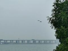 -宝安西湾红树林湿地公园