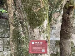 -普陀山风景名胜区-法雨禅寺