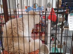 -1013 PET SHOP精品宠物商店(丁香店)
