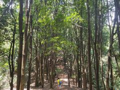 -火炉山森林公园