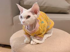 -猫腻·猫咖·撸猫馆(星光大道店)