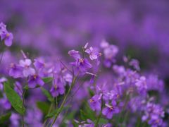 -白塘生态植物园