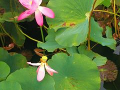 -羊亭河湿地公园