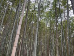 -上海佘山国家森林公园天马山园