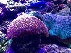 -悉尼海洋生物水族馆