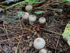 -五营红松林海景区