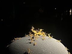 -深圳珠宝博物馆