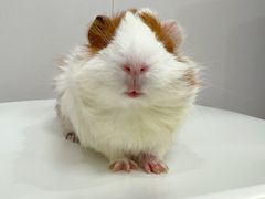 -博特宠物医院24h犬猫全科.骨科·异宠