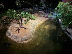 -夜间野生动物园