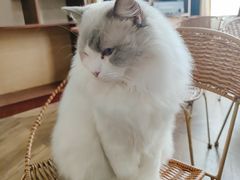 -蓝鲸·缅因猫舍