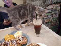 -猫色咖啡·猫咖