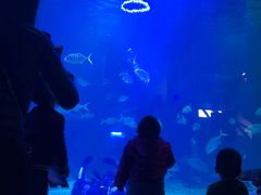 -石家庄海洋公园