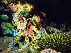 -上海海洋水族馆