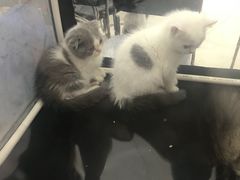 -凯德广场(学府店)