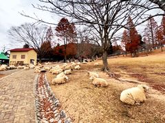 -神户市立六甲山牧场