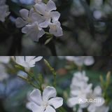 魔都攻略｜藏在大学校园的白色小众花海，超清新超日系！